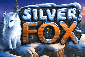Silver fox thumbnail