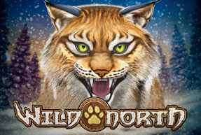 Wild north radiant skies go collect thumbnail