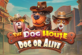 The dog house – dog or alive thumbnail