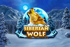 Siberian wolf thumbnail
